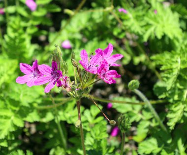 Çiçeklerin açtığı pembe manzarayı kapat
