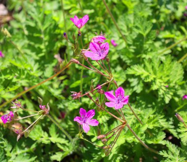 Çiçeklerin açtığı pembe manzarayı kapat