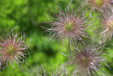 Haller anemone, Fransa 'nın güneyinde, güney İsviçre' de ve kuzey İtalya 'nın Alp ve Alp bölgelerinde bulunan, düğün çiçeği familyasından bir bitki türüdür.