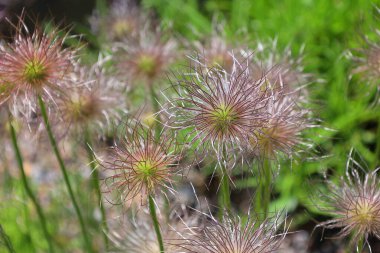 Haller anemone, Fransa 'nın güneyinde, güney İsviçre' de ve kuzey İtalya 'nın Alp ve Alp bölgelerinde bulunan, düğün çiçeği familyasından bir bitki türüdür.