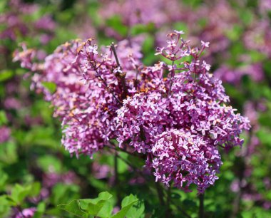 Yeşil arka planda açan mor leylak çiçekleri