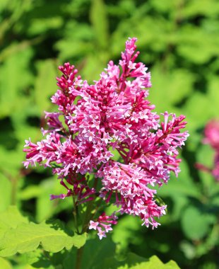 Baharda leylak çiçekleri