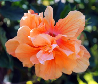 Turuncu çiçekleri kapatın.