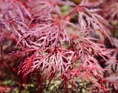 Güneşli bir günde Japon akçaağacı