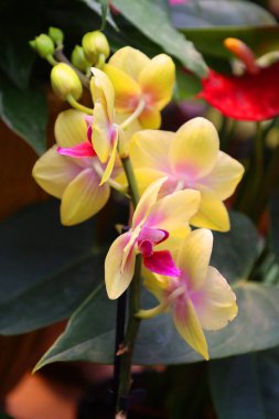 Orkide çiçeklerinin doğadaki görüntüsünü kapat