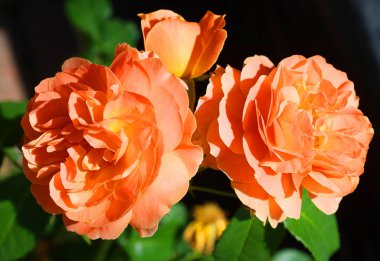 Turuncu güllerin yakın görüntüsü 