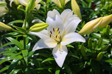 Çiçek açmış beyaz zambak çiçeğine yaklaş