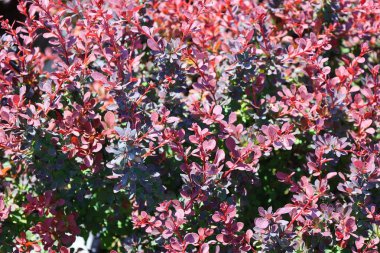 Bahçedeki güzel kırmızı çiçekler