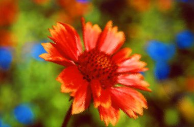 Bahçedeki güzel kırmızı çiçek