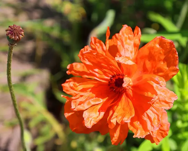 Bahçede yetişen güzel turuncu çiçekler, yakın çekim manzarası.