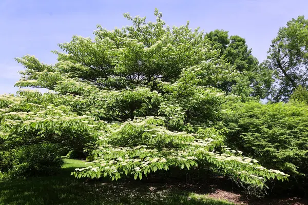 Glossy Hawthorn Kuzey Avrupa 'ya özgüdür ama New England' da bir süs olarak ekilir..