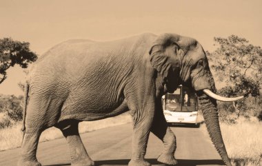 Afrika filleri Loxodonta cinsinin filleridir. Cins iki mevcut türe sahiptir: Afrika çalı fili, L. africana ve daha küçük Afrika orman fili.,