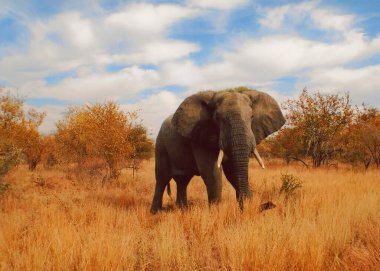Afrika filleri Loxodonta cinsinin filleridir. Cins iki mevcut türe sahiptir: Afrika çalı fili, L. africana ve daha küçük Afrika orman fili.,