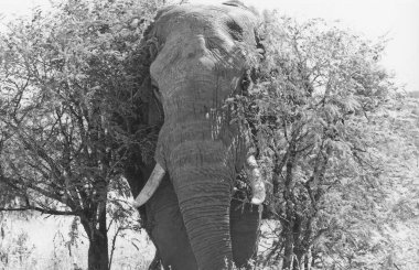 Afrika filleri Loxodonta cinsinin filleridir. Cins iki mevcut türe sahiptir: Afrika çalı fili, L. africana ve daha küçük Afrika orman fili.,