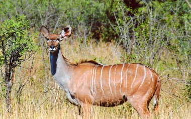 Erkek antilop çimlerde