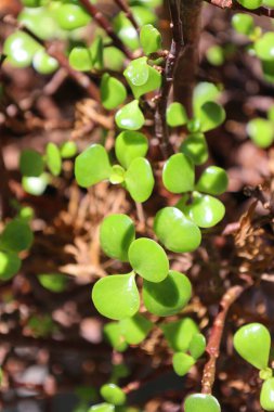Bahçede yeşil yapraklar