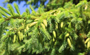 Genç köknar dalları