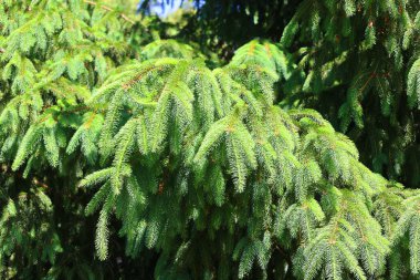 Genç köknar dalları