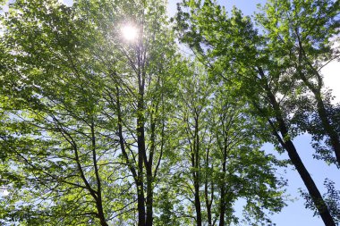 Ormanda yeşil ağaçlar