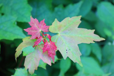 Bahçede kırmızı ve yeşil üzüm yaprakları