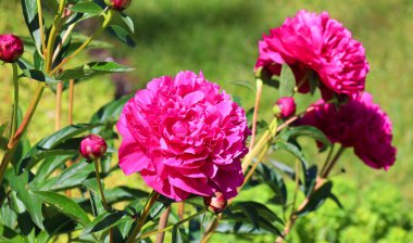 Bahçede çiçek açan şakayıklar