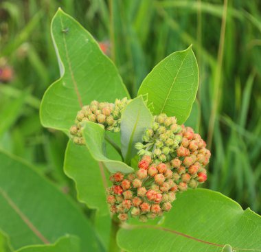 Yeşil böğürtlenlere yakın.