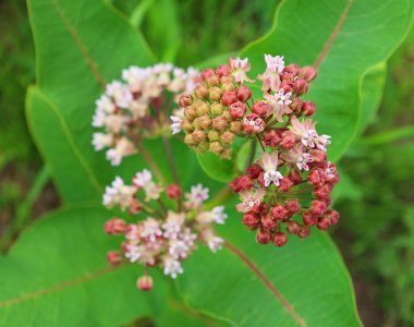 Çiçeklerin yakın görüntüsü