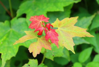 Kırmızı ve yeşil akçaağaç yaprakları