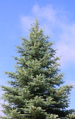 Güzel Noel ağacının yakın görüntüsü