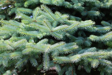 Ladin dallarının manzarasını kapat