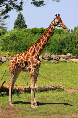 Yeşil çimlerin üzerinde zürafa