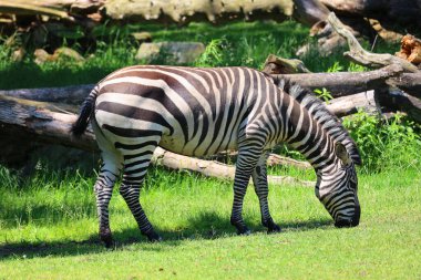 Hayvanat bahçesindeki zebranın yakın görüntüsü