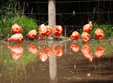 Amerikan flamingoları (Phoenicopterus ruber), büyük flamingo ve Şili flamingosuyla yakından ilişkili büyük bir flamingo türüdür..