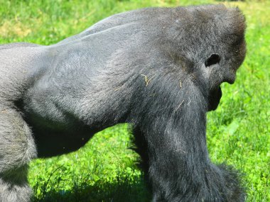 Orta Afrika ormanlarında yaşayan gorillerin çoğunluğu otçul maymunlardır.. 