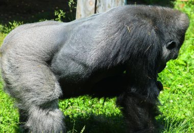 Orta Afrika ormanlarında yaşayan gorillerin çoğunluğu otçul maymunlardır.. 