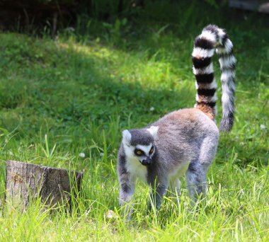Lemur 'un doğal ortamını kapatın.