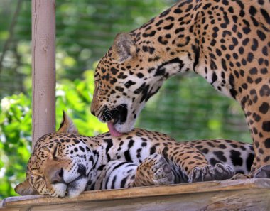 Jaguarlar, Panthera cinsindeki bir kedi sadece Amerika 'ya özgü olan mevcut Panthera türleridir. Jaguar kaplan ve aslandan sonra en büyük üçüncü kedidir.