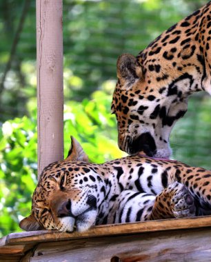 Jaguarlar, Panthera cinsindeki bir kedi sadece Amerika 'ya özgü olan mevcut Panthera türleridir. Jaguar kaplan ve aslandan sonra en büyük üçüncü kedidir.