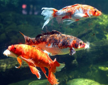 Göldeki koi balığının yakın görüntüsü 