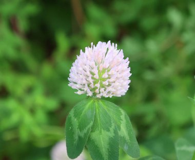Bahçedeki çiçeğin yakın görüntüsü.