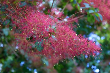 Cotinus coggygria, Rhus cotinus, Avrupa greketree, Avrasya greyfurtu, duman ağacı, duman ağacı, tütsü çalısı veya boyacı sumach, Anacardiaceae familyasından bir bitki türü.,