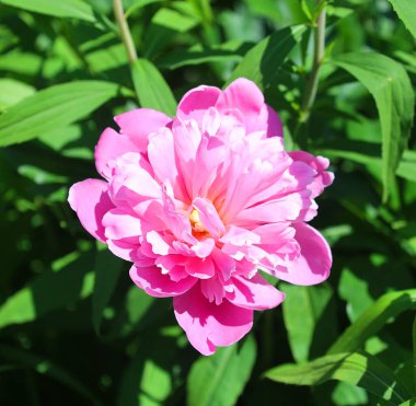 Bahçedeki güzel pembe çiçek