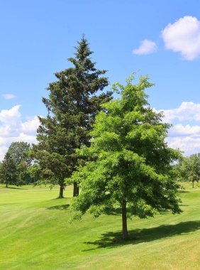 Güneşli yaz parkının güzel manzarası