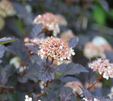 Physocarpus, Rosaceae familyasından Kuzey Amerika 'ya (çoğu tür) ve Kuzeydoğu Asya' ya (tek tür) özgü bir bitki cinsidir.).