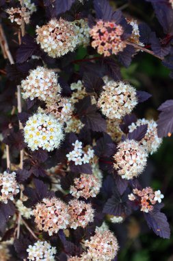 Bahçedeki güzel çiçekler