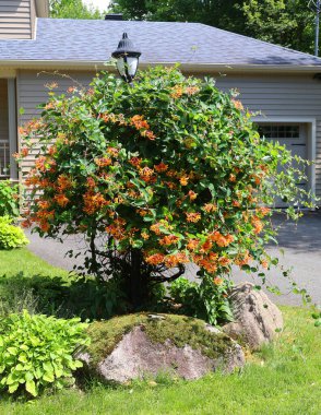 Lonicera sempervirens, Amerika Birleşik Devletleri 'nin doğusunda yetişen ve kırmızımsı çiçekleriyle tanınan bir hanımeli türüdür.