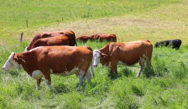 Yeşil alanda otlama inekler