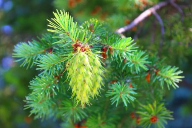 Ormanda çam dalları