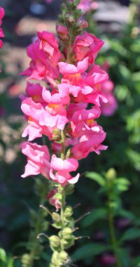 Pembe çiçeklerin yakın görünümü