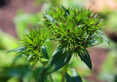 Bahçedeki güzel çiçekler